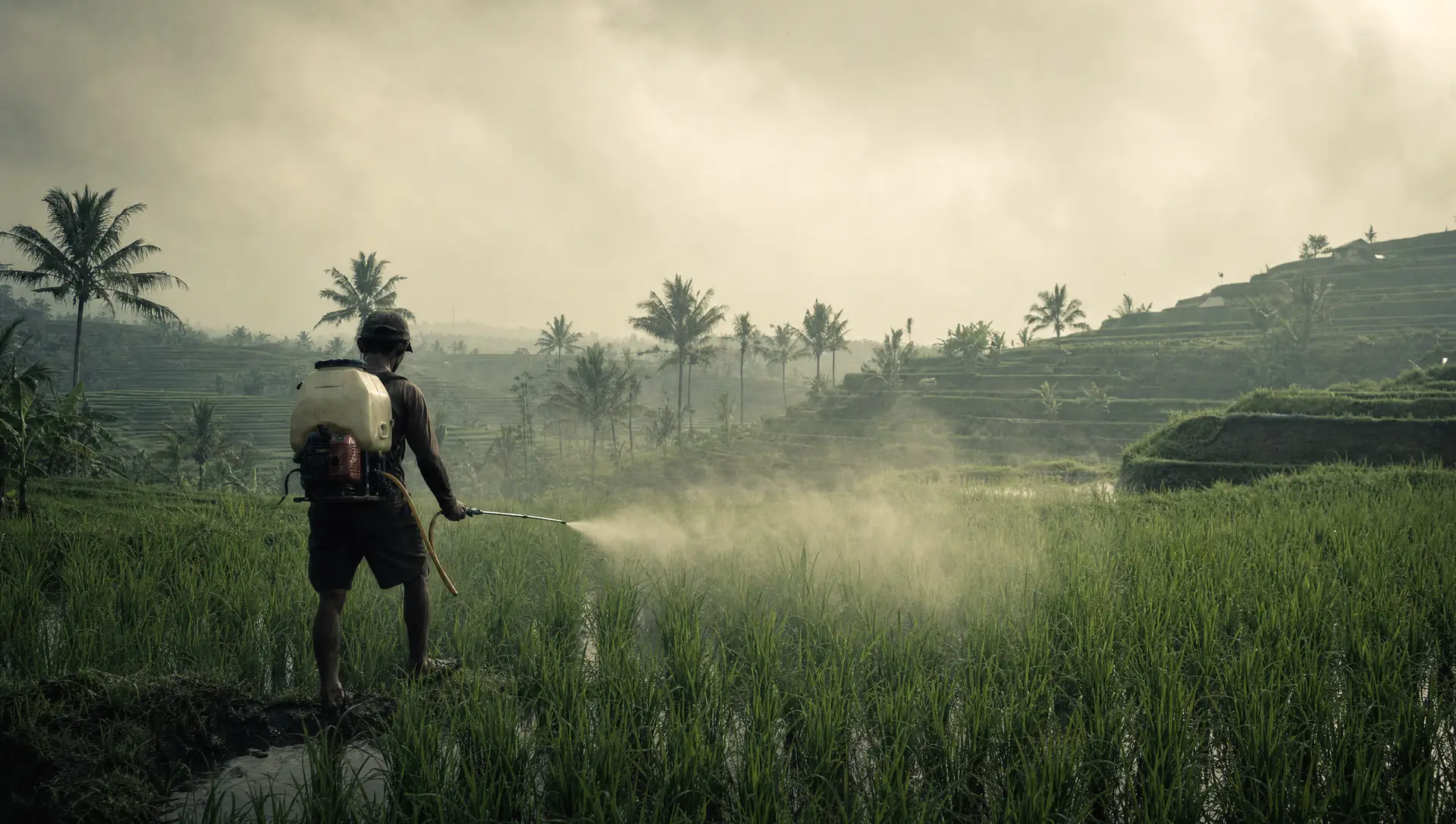 A rice field under pesticide spray